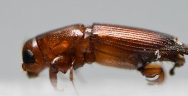 Figure 1. Euplatypus compositus male adult ambrosia beetle.