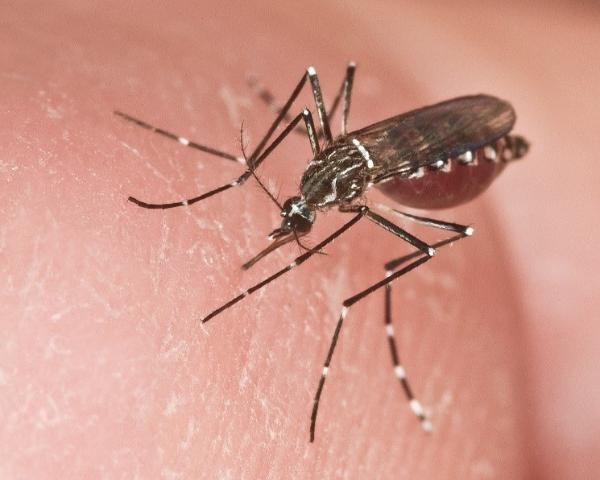 Figure 1. Adult female yellow fever mosquito, Aedes aegypti.