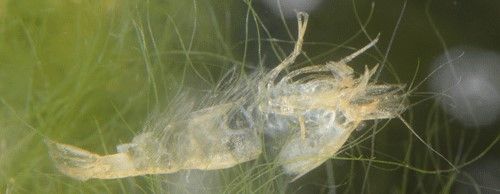 Figure 5. Molt (cast exoskeleton) of a cherry shrimp, Neocaridina davidi (Bouvier).