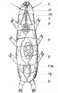 Figure 4. Illustration of Thermozodium esakii.