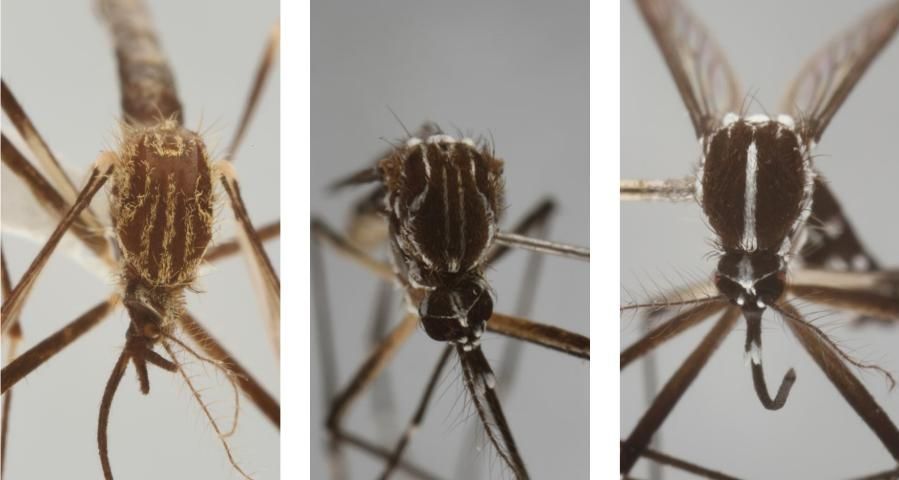 Figure 7. Although similar in appearance to other container-inhabiting species found in Florida, the gold lyre-like pattern on the scutum easily distinguishes Aedes japonicus (Theobald) (left), from Aedes aegypti (center), and Aedes albopictus (right).