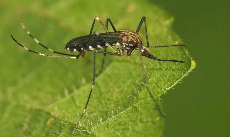 Figure 1. Adult female Aedes japonicus (Theobald) with golden stripes on scutum (dorsal area of thorax).