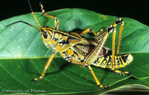 Figure 9. Adult eastern lubber grasshopper, Romalea microptera (Beauvois), intermediate color phase.