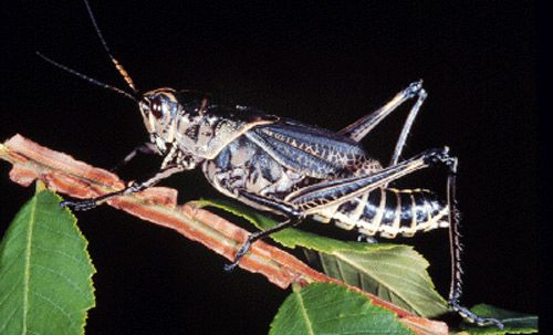 Figure 10. Adult eastern lubber grasshopper, Romalea microptera (Beauvois), dark color phase.