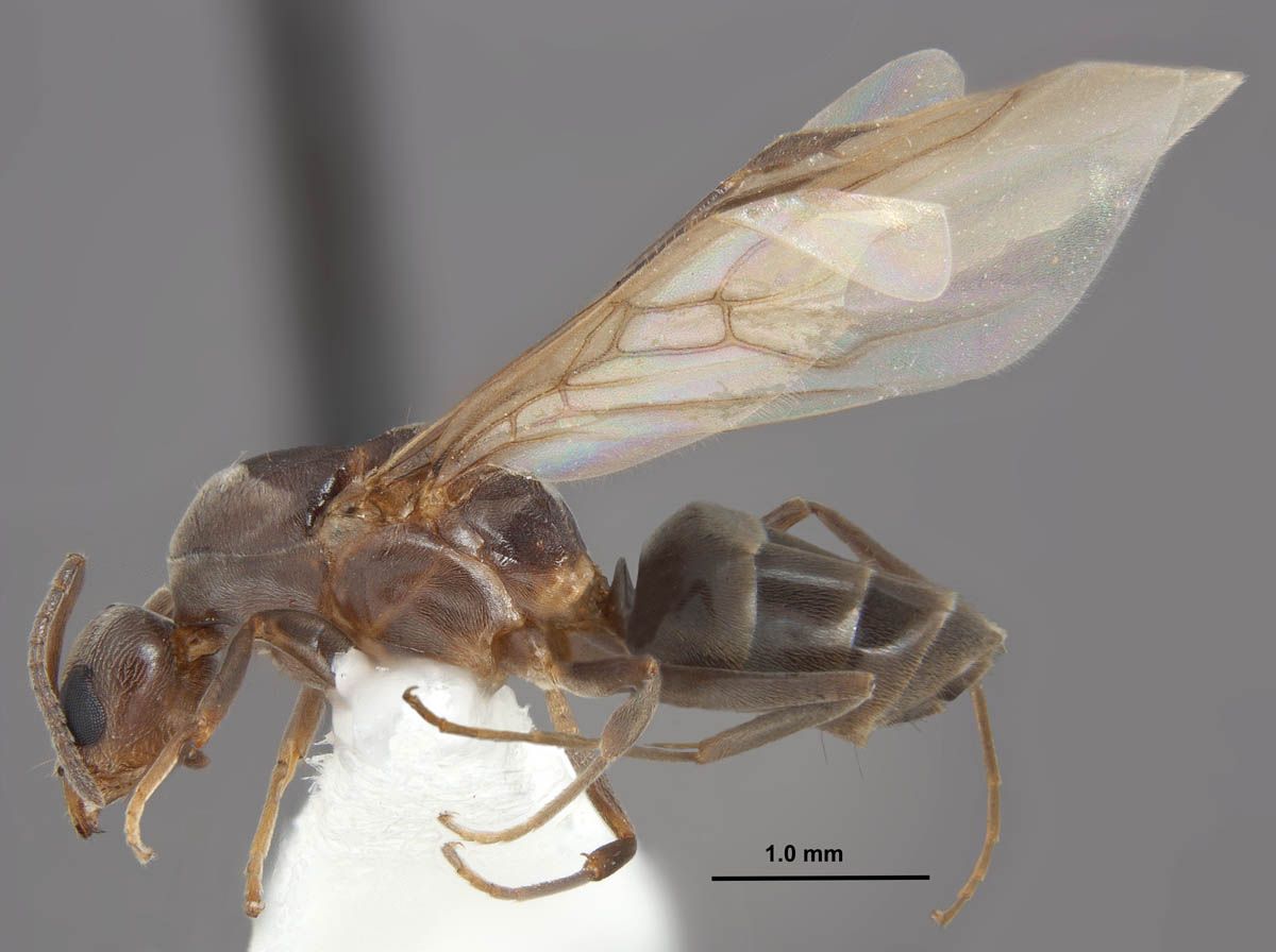 Side view of a Linepithema humile queen. 