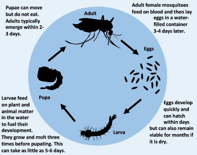 Life cycle for Aedes aegypti, a container-inhabiting mosquito that may be found inhabiting water-holding bromeliads during its aquatic, immature life stages. 
