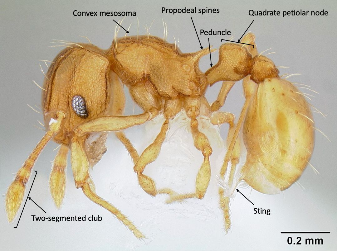 Lateral view of Wasmannia auropunctata (Roger) worker. The convex mesosoma without a mesonotal suture, length of the peduncle (equal to the length of the node), shape of the petiolar node (quadrate), and pair of propodeal spines are characteristic of this species.