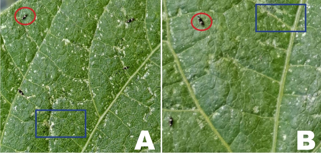Adults of Megalurothrips usitatus Bangall (red circle), on bean leaf showing the feeding injury (blue rectangle) (A and B). 