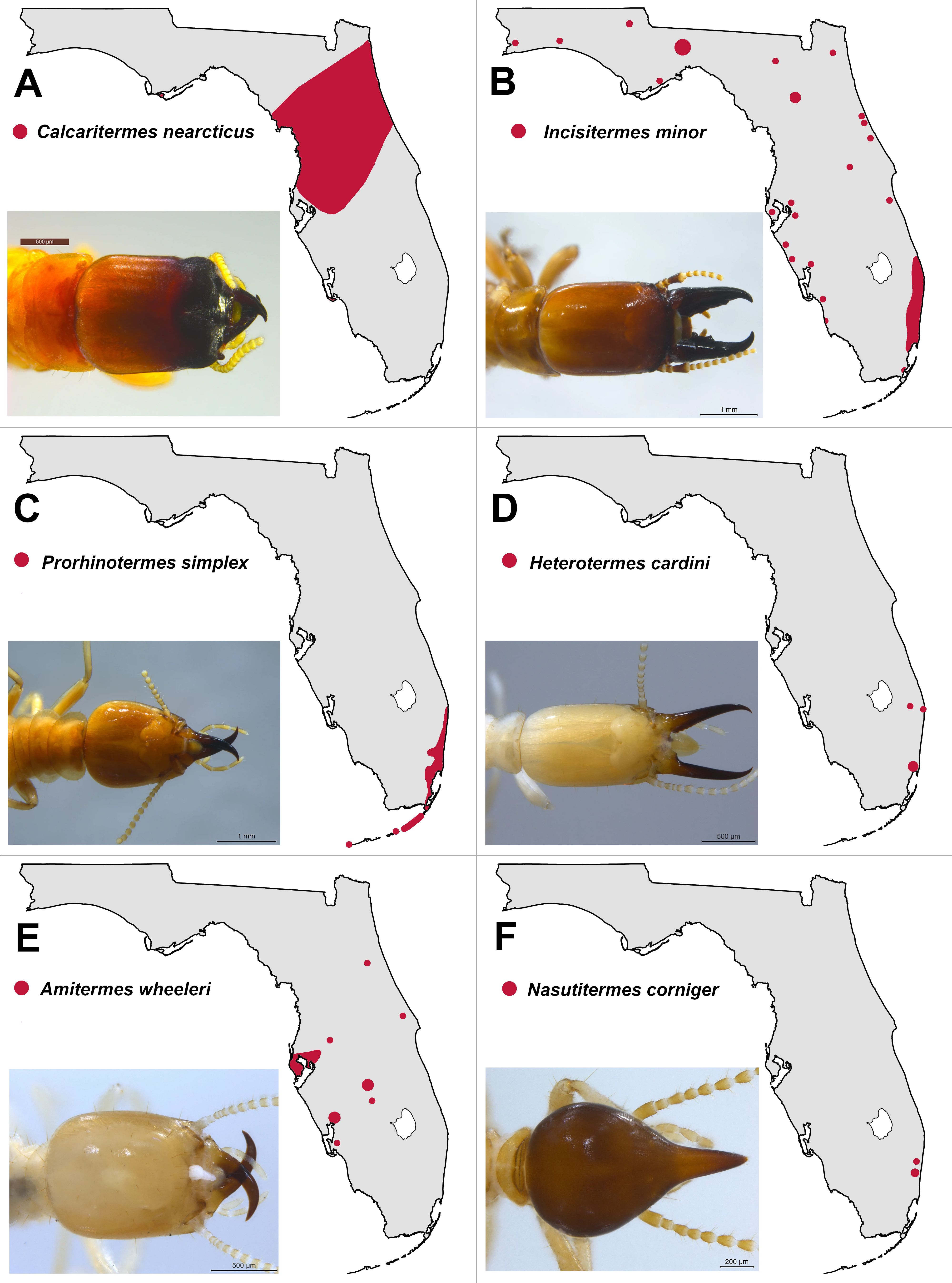 Rarely reported termite species in Florida, owing to highly localized distribution or to their inaccessibility.