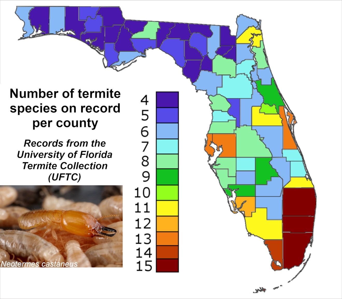 Number of termite species per county, according to the sample records from the University of Florida Termite Collection (UFTC) located at the Ft Lauderdale Research and Education Center (FLREC), as of 2021. In many counties, the records are incomplete owing to the large discrepancies of sampling efforts among locations. 