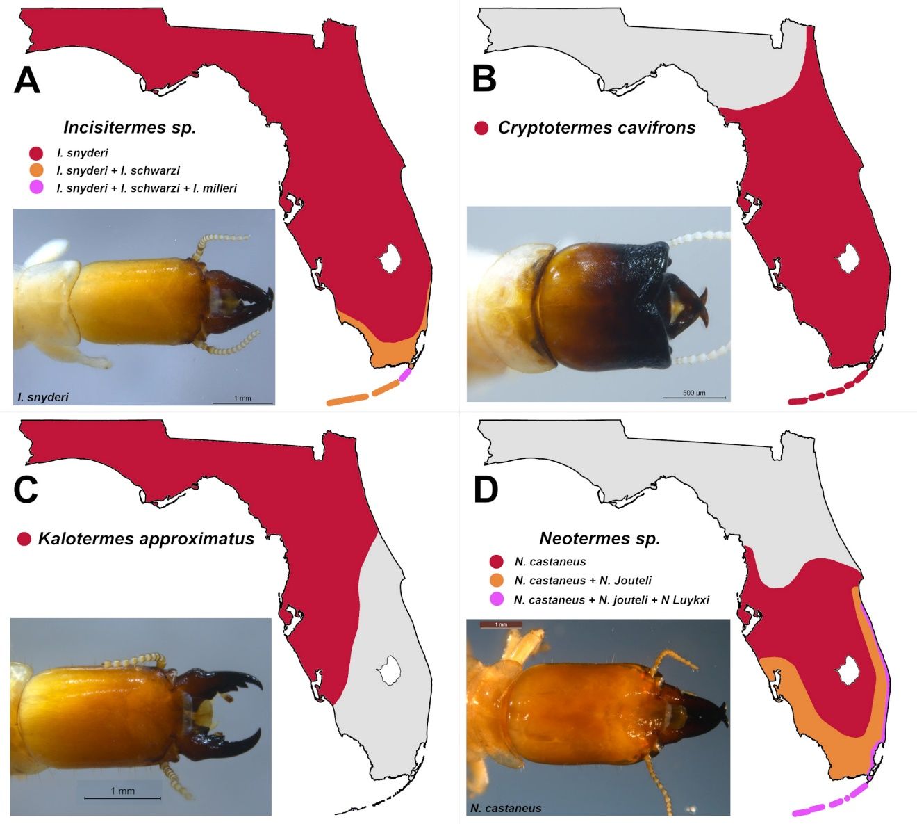 Widely distributed termite species in Florida, but poorly reported, owing to their minor pest status or absence of pest status. 