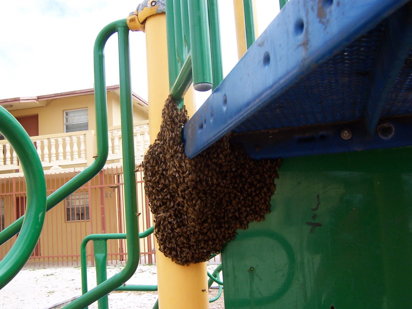 Un enjambre de abejas se ha formado en un área de juegos para niños. 