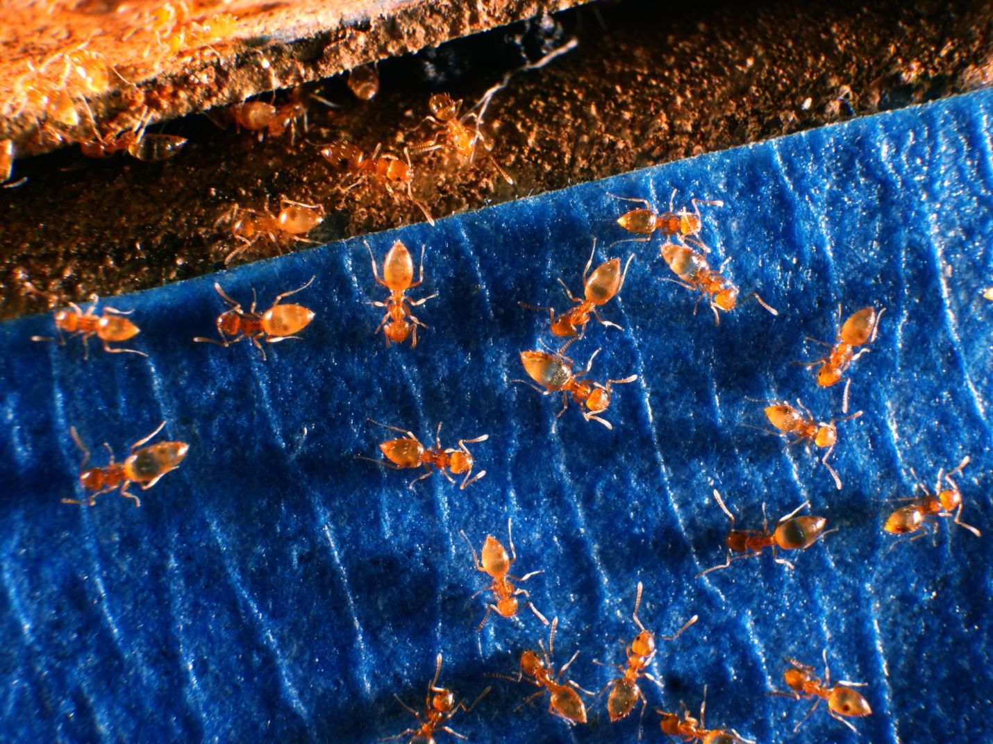 Infestation of Plagiolepis alluaudi Emery on a kitchen countertop (here, use of blue tape for subsequent bait application, see Figure 7). 