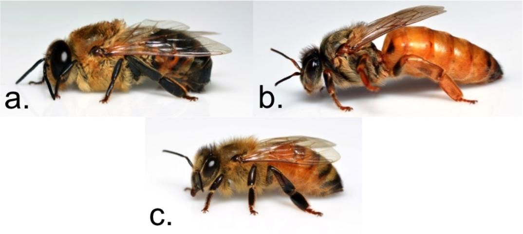 Castas de abejas melíferas: a) zángano (macho), b) reina (hembra reproductiva), y c) obrera (hembra no reproductive).