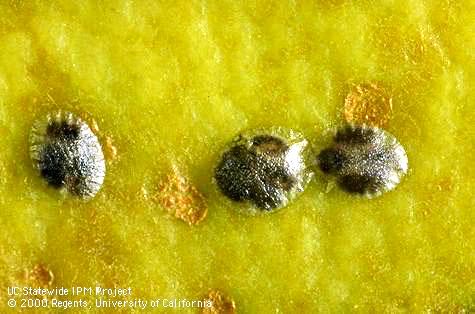 Codling moth eggs turn black when parasitized by Trichogramma platneri. 