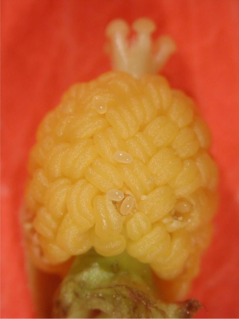 Múltiples huevos son depositados por las hembras de Anthonomus testaceosquamosus en las anteras del hibisco y dentro del botón floral. 