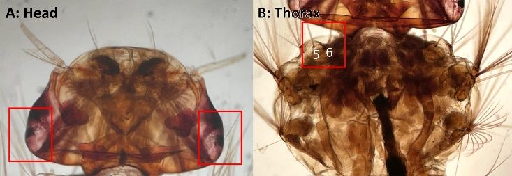 (A) Aedes pertinax larva head, the red rectangles show denticles present in the anterior ocular area and (B) thorax, the red rectangle shows a narrow arcuate anterior plate connecting the prothoracic setae 5,6-P. 