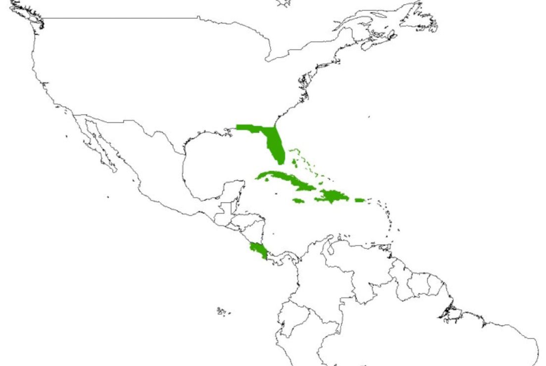 Aedes pertinax distribution. Distribution in the southern United States, Caribbean, and Central America is widely unknown. This map represents published records only. 