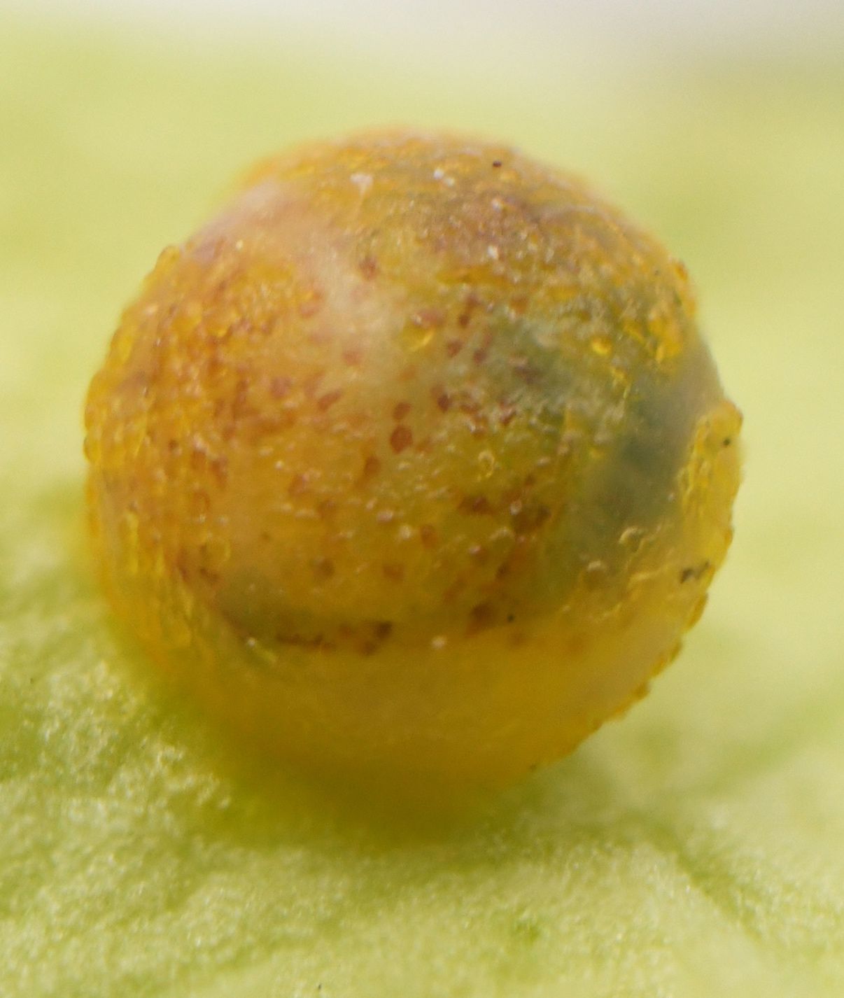 Orangedog egg (right photo magnified).