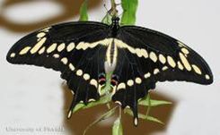 Orangedog larvae become giant swallowtail butterflies as adults. 