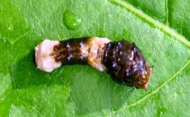 Larva of giant swallowtail Papilo cresphontes. 