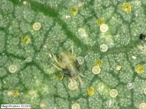 Two-spotted spider mite, Tetranychus urticae, on underside of hops leaf. Eggs are globe shaped. The irregular yellow structures are part of the hops leaf. 