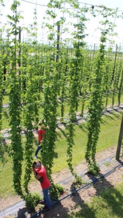 Scouting hops for pests. Examination of the upper canopy requires a lift, which is not practical for most growers. 