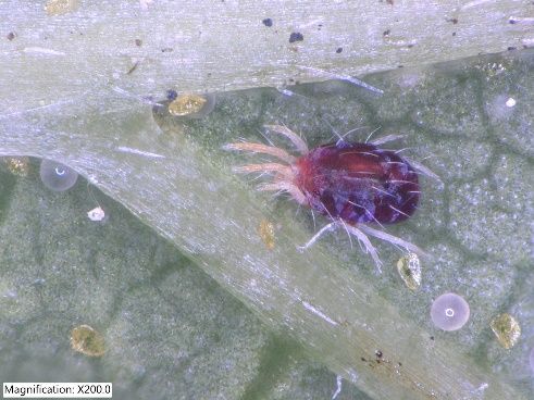 Red spider mite, Tetranychus spp., on underside of hops leaf, adjacent to globe-shaped eggs. 