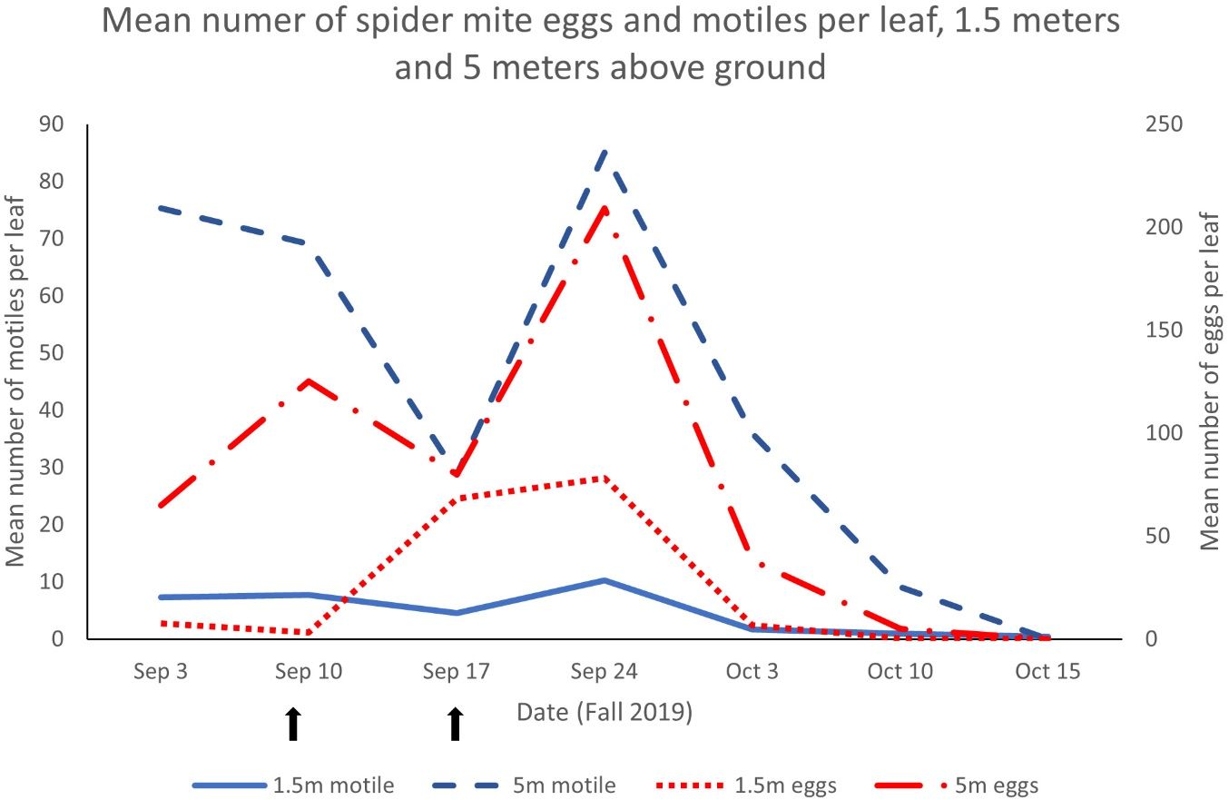 Mean number of spider mite eggs and motiles (immatures and adults) per leaf in relation to two releases of the predatory mite Phytoseiulus persimilis (Sept 10 and 17), 1.5 meters (5 ft) and 5 meters (16.4 ft) above the ground, fall 2019. We typically make the second predator release two weeks after the first. However, in 2019 we made the second release one week after the first. Release dates are indicated by the black arrows. Numbers continued to rise for one week, then declined. By three weeks after the second P. persimilis release, spider mite numbers were negligible. Miticides were not applied to this crop.