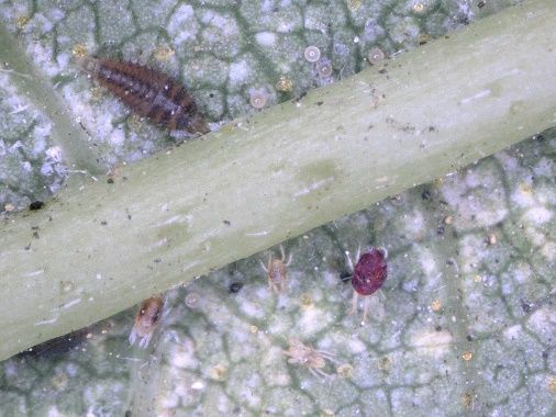 Predatory Stethorus spp. beetle larva (upper left) on hops infested with red and two-spotted spider mites. Object in the center of the image is the leaf midvein. 