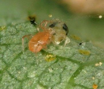 Phytoseiulus persimilis attacking two-spotted spider mite on hops. 