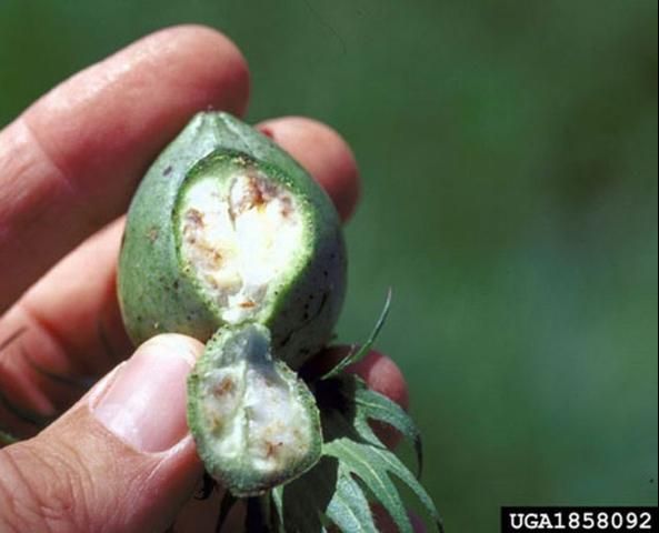 Figure 10. Feeding damage to cotton boll by the southern green stink bug, Nezara viridula (Linnaeus).