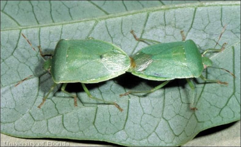 Figure 2. Mating pair of adult southern green stink bugs, Nezara viridula (Linnaeus).