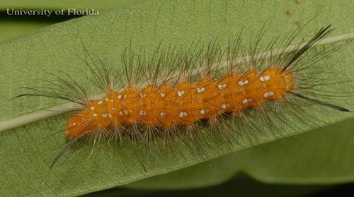 Figure 2. Larva of the spotted oleander caterpillar, Empyreuma pugione (Linnaeus). The head is to the left.