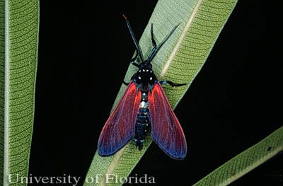 Figure 1. Adult moth of the spotted oleander caterpillar, Empyreuma pugione (Linnaeus).