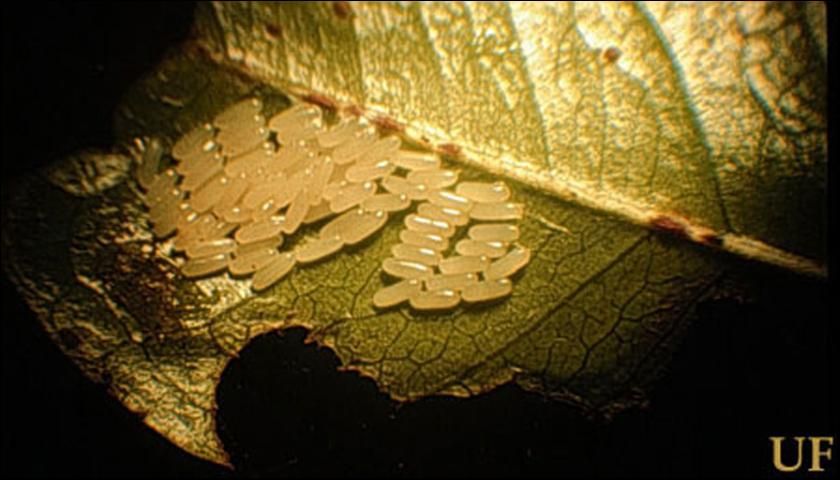 Figure 3. Egg mass of Diaprepes abbreviatus (L.), on citrus leaf.