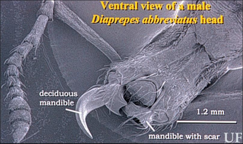 Figure 2. SEM of deciduous mandible scar of Diaprepes abbreviatus (L.).
