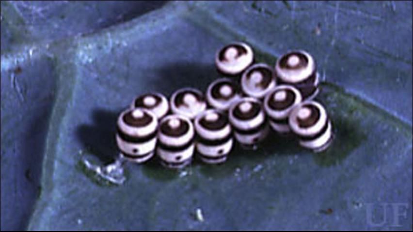 Figure 1. Eggs of the harlequin bug, Murgantia histrionica (Hahn).