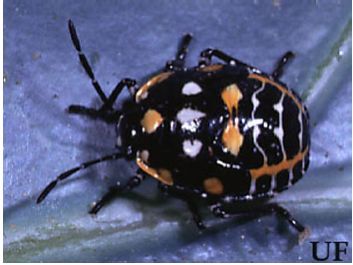 Figure 3. Nymph of the harlequin bug, Murgantia histrionica (Hahn).