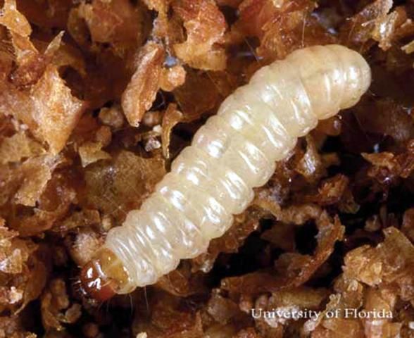 Figure 1. Larva of the Indianmeal moth, Plodia interpunctella (Hübner).