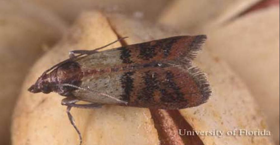 Figure 6. Adult female Indianmeal moth, Plodia interpunctella (Hübner).