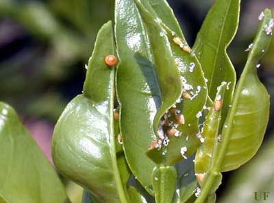 Figure 4. The white waxy excretions of the nymphs are an indicator of the Asian citrus psyllid, Diaphorina citri Kuwayama.