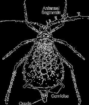 Figure 7. Brown citrus aphid - adult wingless form.
