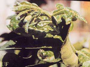 Figure 8. Feeding damage caused by the Asian citrus psyllid, Diaphorina citri Kuwayama, to citrus foliage.