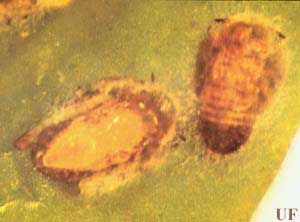 Figure 13. Nymphs of the Asian citrus psyllid, Diaphorina citri Kuwayama, killed by the ectoparasitoid wasp Tamarixia radiata.