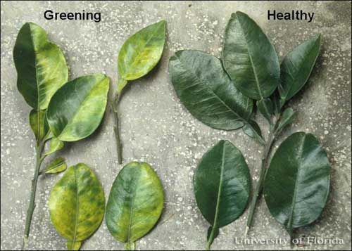 Figure 12. Symptoms of greening disease, Liberobacter spp., on citrus.