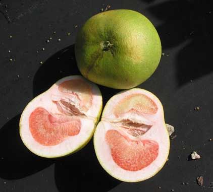 Figure 11. Grapefruit damage caused by Huanglongbing or greening disease. Lopsided fruit are a symptom of greening disease. Note the extreme distortion of the columella, the central columnlike structure found in citrus and other fruits.