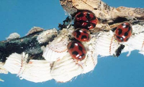 Figure 2. Adult vedalia beetles, Rodolia cardinalis (Mulsant), feeding on cottony cushion scale, Icerya purchasi Maskell.