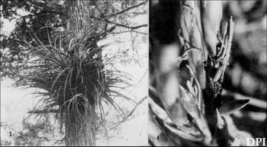 Figure 2. Host plant damage from bromeliad pod borer, Epimorius testaceellus Ragonot. 3. Mature bromeliad (Tillandsia fasciculata) with several inflorescences; 4. Larval damage on flower spikes (one larva visible in opened flower pod) (Palmdale, FL).