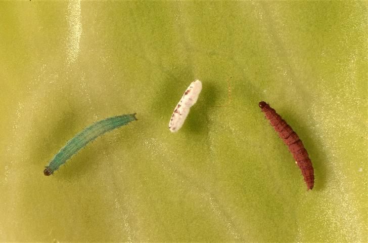 Figure 9. The green diamondback moth larva on the left is alive and healthy. The reddish one on the right was recently killed by Beauveria bassiana spores. The one in the middle is covered with spores that have erupted from within.